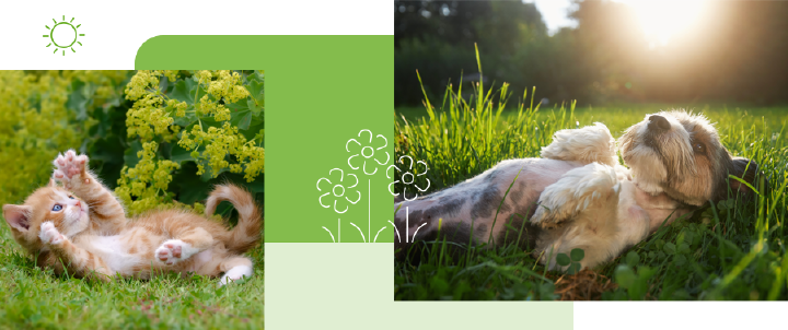themenwelt sieg comp tierisch gut entspannen 900x377 themenwelt sieg comp tierisch gut entspannen 900x377
